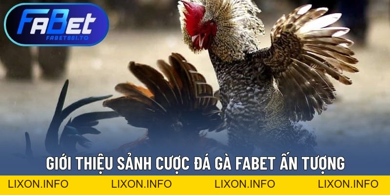 Đá Gà FABET - Quy Tụ Đa Dạng Chiến Kê Hàng Đầu Khu Vực - lixon.info